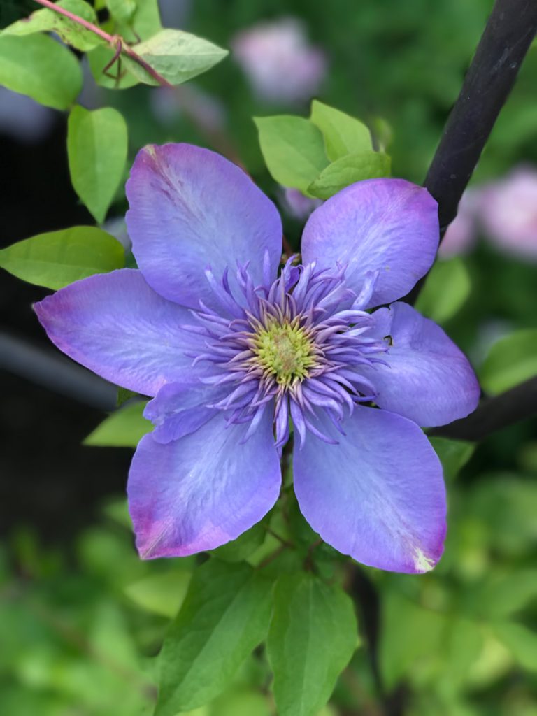 clematis_orig